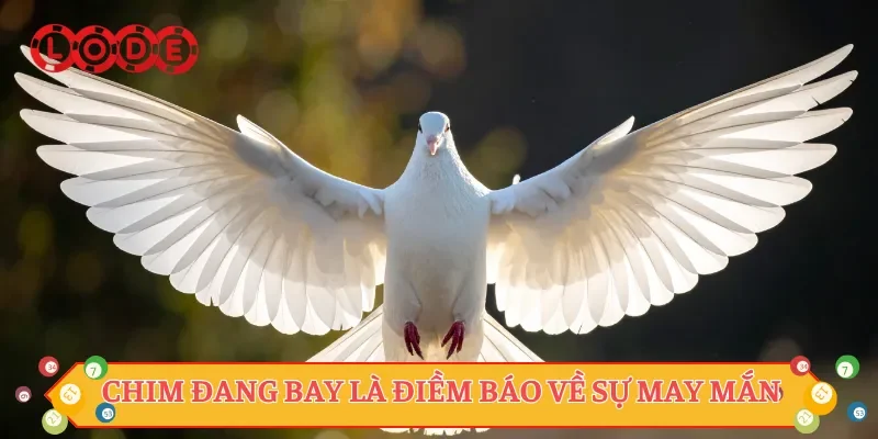 Chim đang bay là điềm báo về sự may mắn